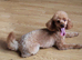 Stunning f1b cavapoo