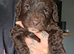 Stunning litter of F1b cockerpoos 3 merls 2 chocolat