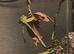 Male geko