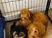Cockerpoo puppy’s