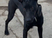 Mali x Doberman female