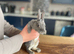 Mini rex kits