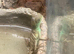 Water Dragon at Birmingham Reptiles