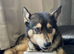 Good home needed for 2 inseparable huskies