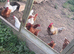 Hatching eggs available