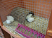 White button quails