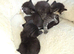 Russian blue tabby babies