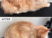 Cat Grooming In Swindon