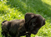 Cane corso pups