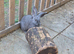 Pure giant continental rabbits