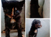 Kittens mixed breed