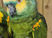 Blue Fronted Amazon Parrot