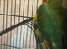 1 hoffmans conure