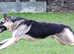 EXTREMLY RARE IN THE UK -EAST EUROPEAD SHEPHERD PUPPIES FROM IMPORTED PARENTS
