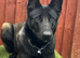 Female Belgain Malinois