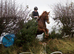 Talented  14.3 mare