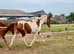 Beautiful coloured filly