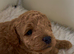 KC regd Toy Poodle Puppies DNA Clear KC parents
