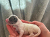 Cavapoo puppies