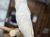 Sulphur crested cockatoo