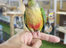 Young Hand-Reared Green Cheek & Yellow-Sided Conure Babies Available at Birds4U,31
