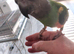 Young Senegal parrot