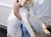 Flame Point Siamese
