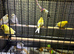Mixed canary’s