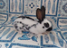 Yurvac vaccinated purebred baby English rabbits - ready now!
