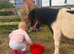 registered Shetland Looking for His Forever Home