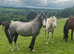 Quality Welsh section C gelding