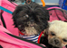 Pet sitting and cat sitting and day care