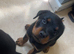 Rottweiler puppy