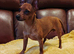 Beautiful Miniature Pincher puppies
