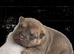 Bull pug x shar pei