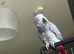 African grey