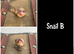 Baby giant African land snails (Lissachatina fulica)