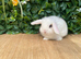 Mini lops Does and bucks