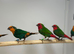 Finches