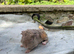 3 teddy boars