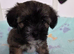 Beautiful shorkie puppies nearly ready