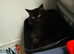 Beyonc&eacute; a beloved cat