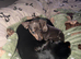 Miniature dachshund blue dapple female