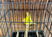 Canaries