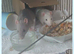 4 beautiful rats for sale. 2 boys , 2 girls with two tier large cage ect.