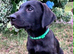 KC Reg | Carefully & Selectively Bred from Lines Closely Related to Multiple FTCH & Crufts Winners, with Versatility & Multi-Discipline in Mind