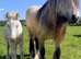 Cremello hermits bred colt