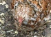 Young trio of milliefluer pekins 1 cockerel 2 pullets stunning trio
