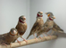 Cut throat finches