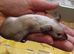 3 female mice with cage satin ,roam and blue